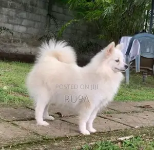 Pomeranian puppies
