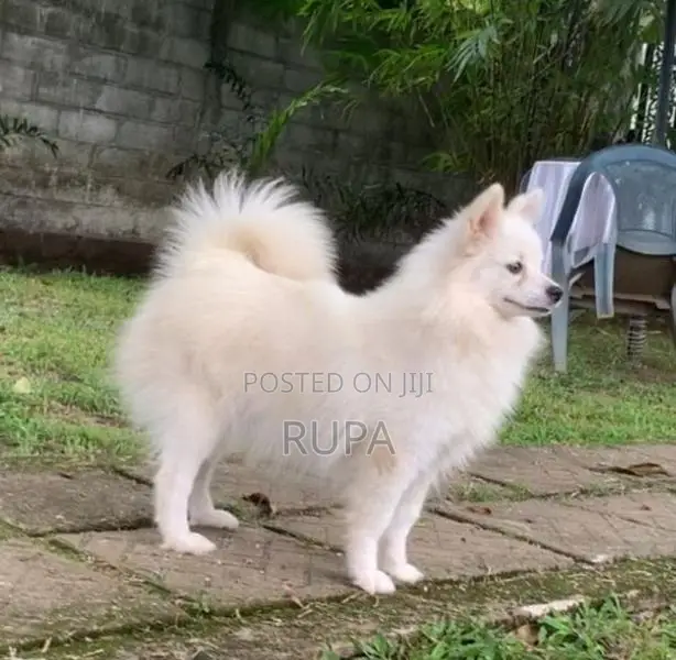 Pomeranian puppies