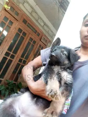 German shepherd female puppy