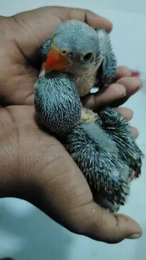 Budgerigar Chick