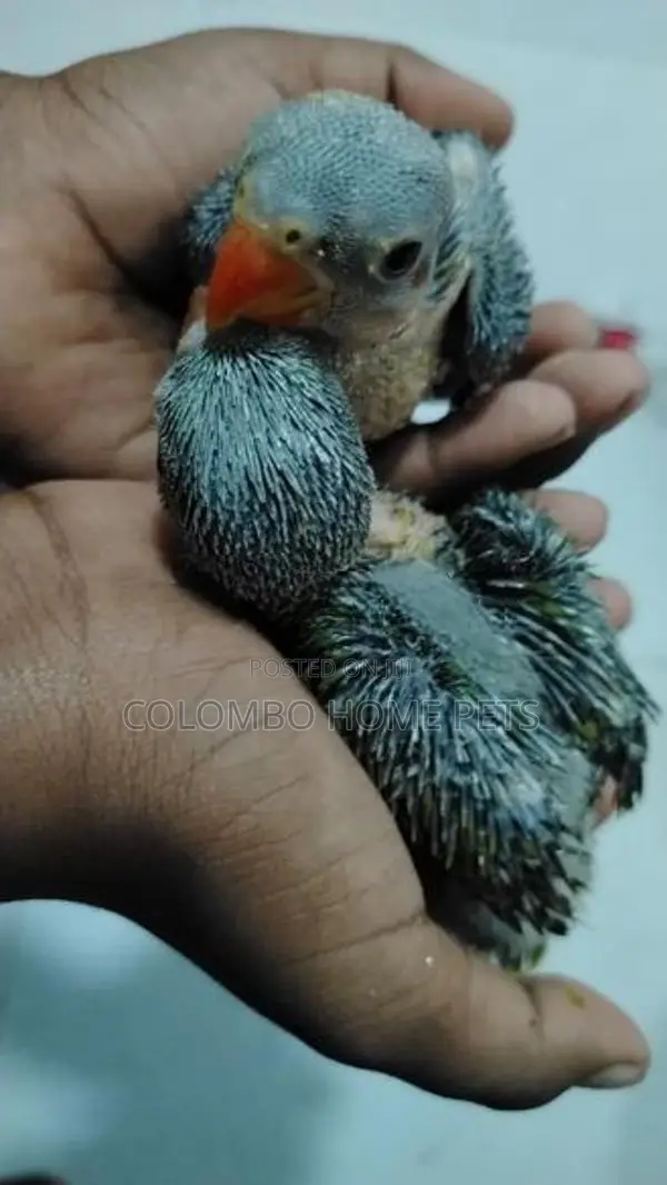 Budgerigar Chick