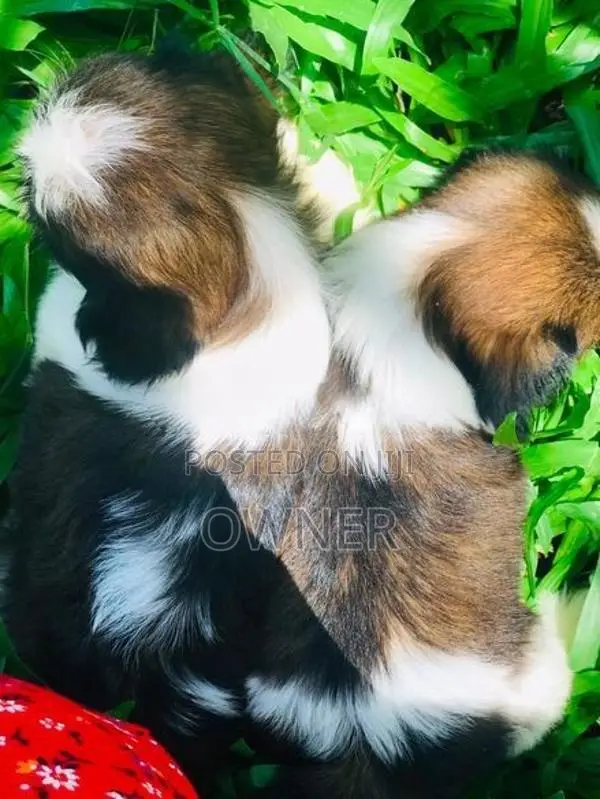 Shih Tzu Puppies