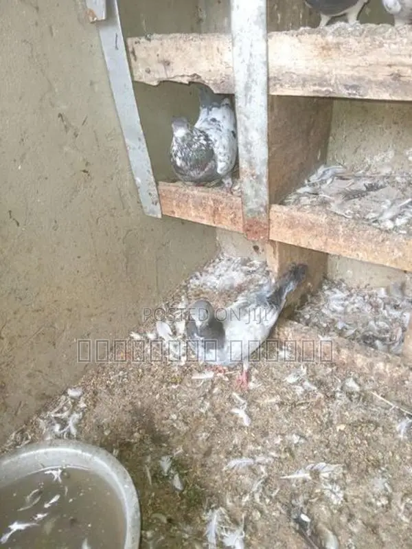 Pigeons