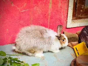 Angora Female