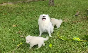Pomeranian puppies