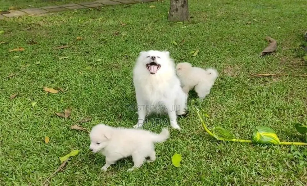 Pomeranian puppies