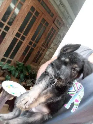 German shepherd female puppy