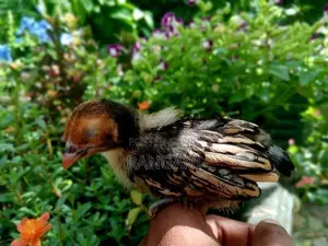 Gold Sebright Chicks