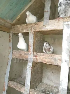 Pigeons