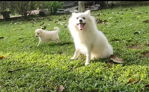 Pomeranian puppies