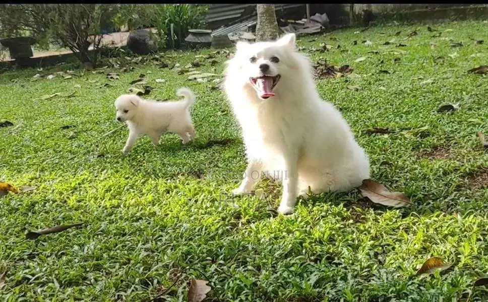 Pomeranian puppies