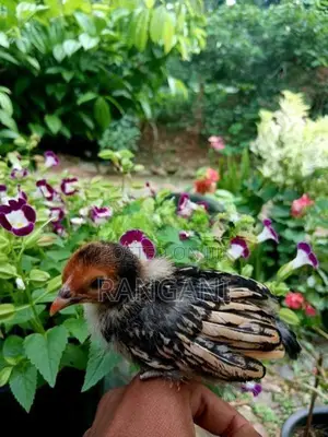 Gold Sebright Chicks