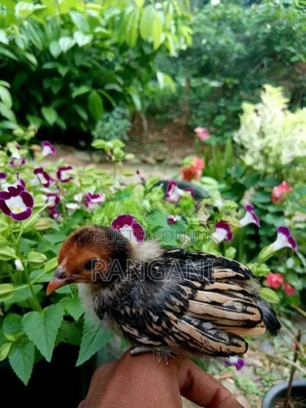 Gold Sebright Chicks