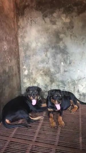 Rottweiler