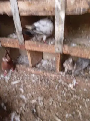 Pigeons