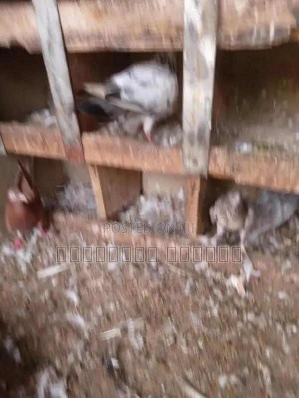 Pigeons