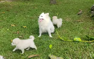 Pomeranian puppies