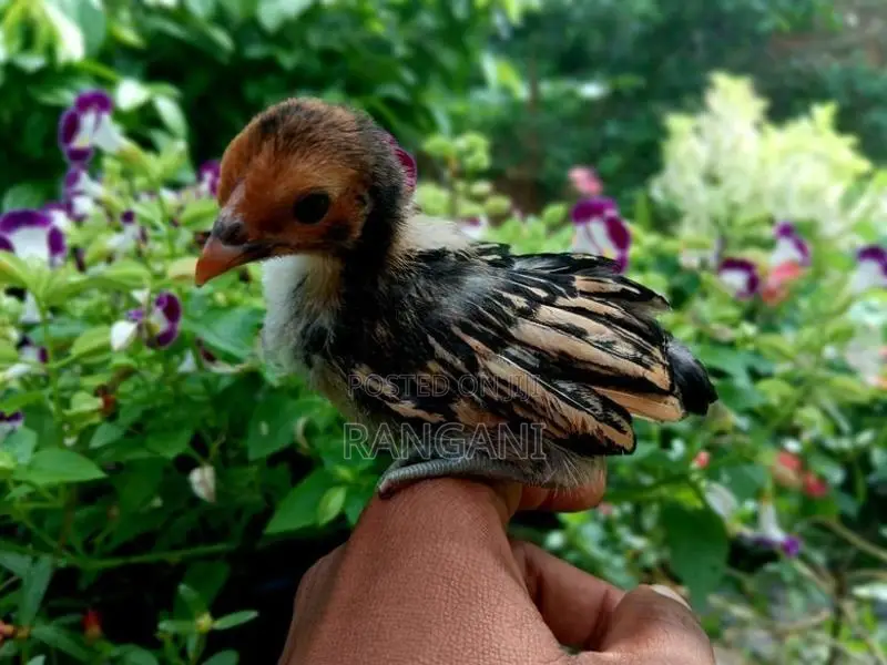 Gold Sebright Chicks