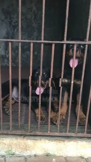 Rottweiler