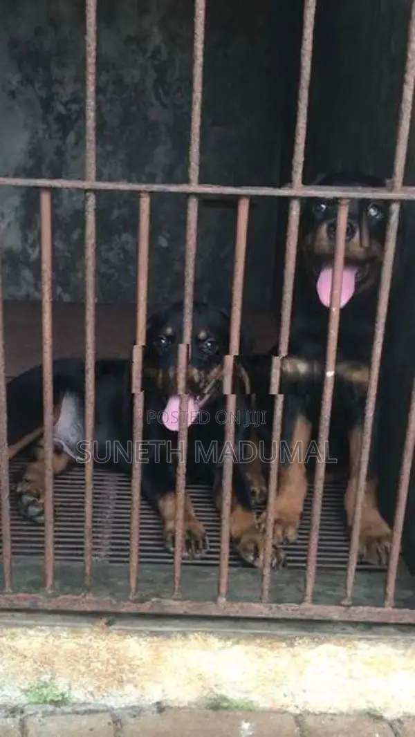 Rottweiler
