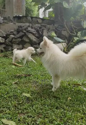 Pomeranian puppies