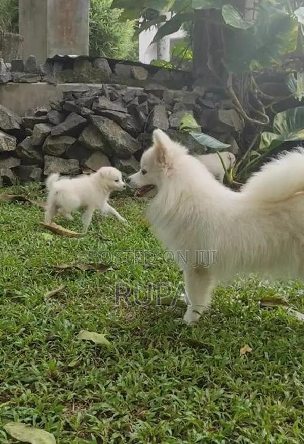 Pomeranian puppies