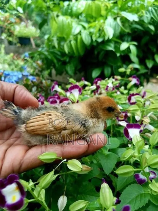 Gold Sebright Chicks
