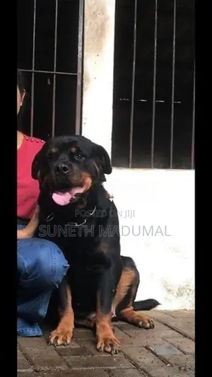 Rottweiler