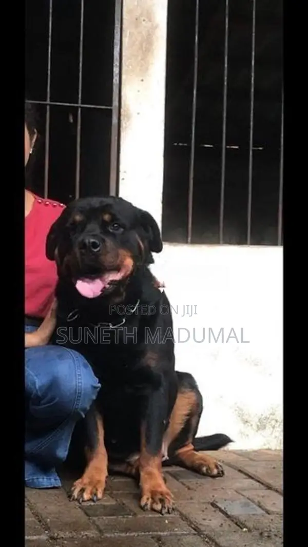 Rottweiler