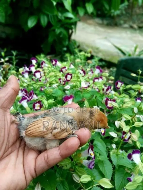Gold Sebright Chicks