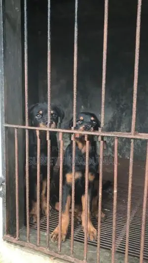 Rottweiler