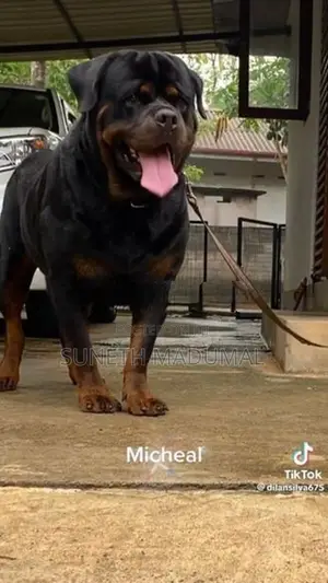Rottweiler