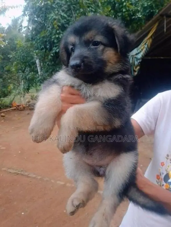 German shepherd puppies