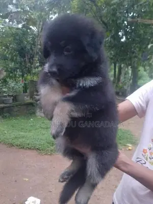 German shepherd puppies