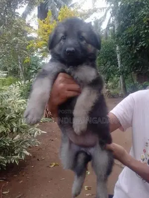 German shepherd puppies