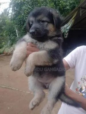 German shepherd puppies
