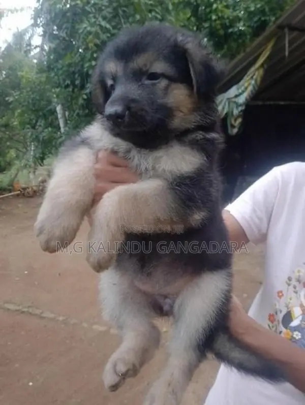 German shepherd puppies