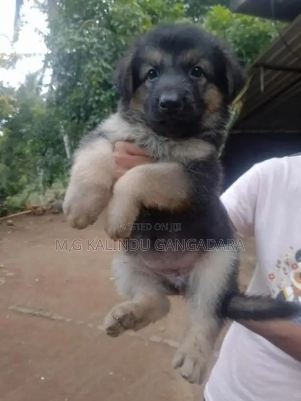 German shepherd puppies
