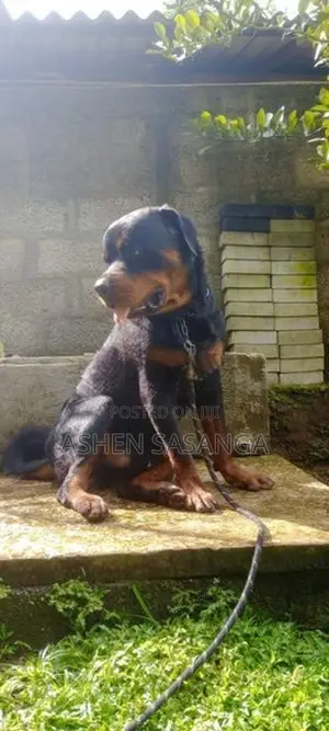 rottweiler dog crossing Male 55kg Big head born