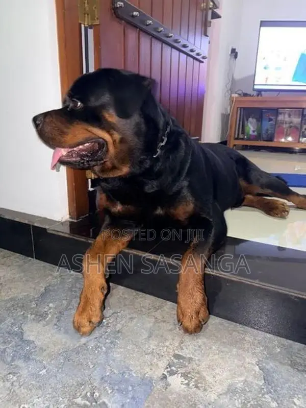 rottweiler dog crossing Male 55kg Big head born
