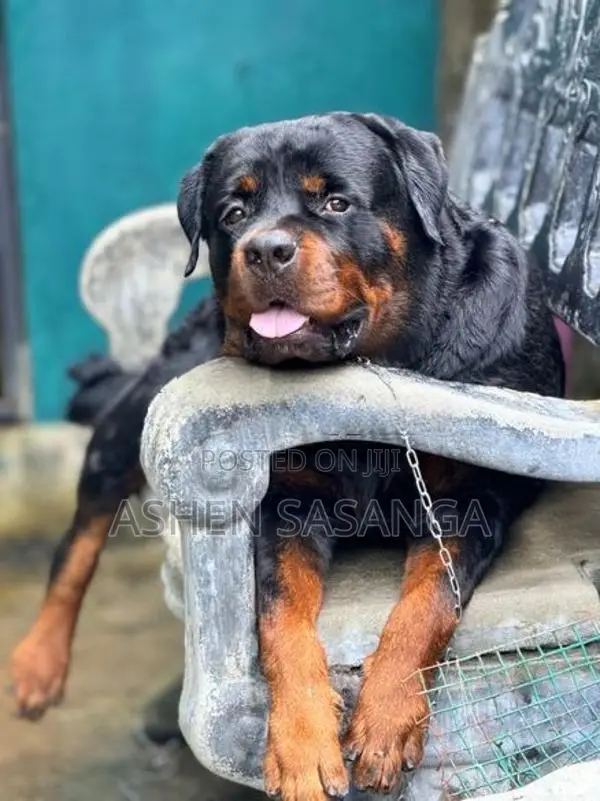 rottweiler dog crossing Male 55kg Big head born