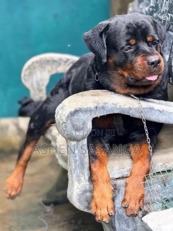rottweiler dog crossing Male 55kg Big head born