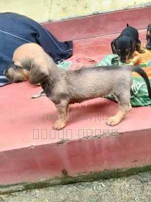Dachshund puppies