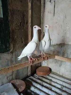 English Carrier Pigeons