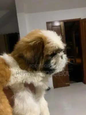 Shih Tzu Puppy