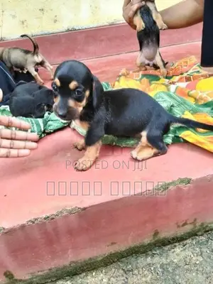 Dachshund puppies