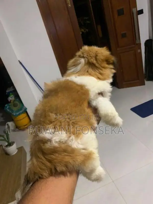 Shih Tzu Puppy
