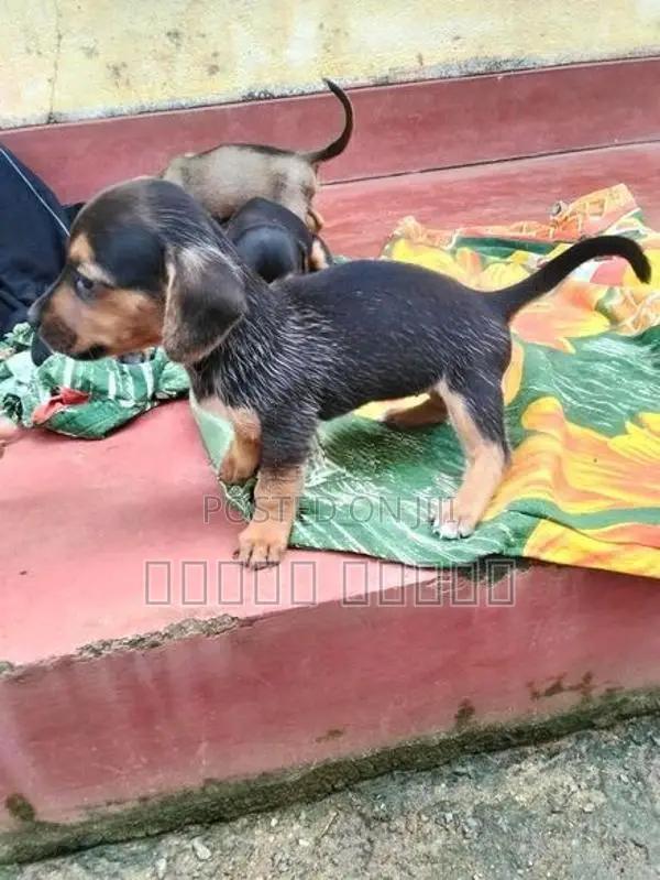 Dachshund puppies