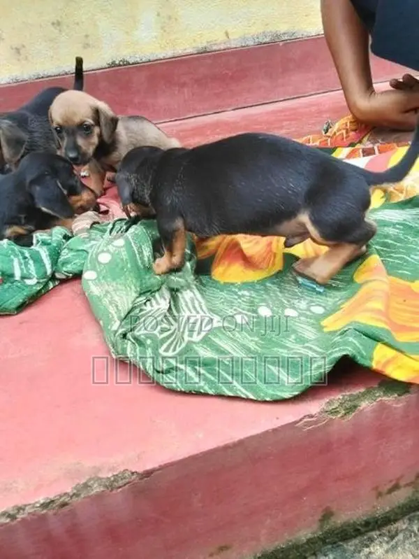 Dachshund puppies