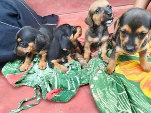 Dachshund puppies